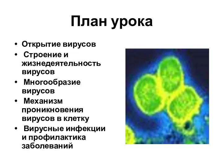 План урока Открытие вирусов Строение и жизнедеятельность вирусов Многообразие вирусов