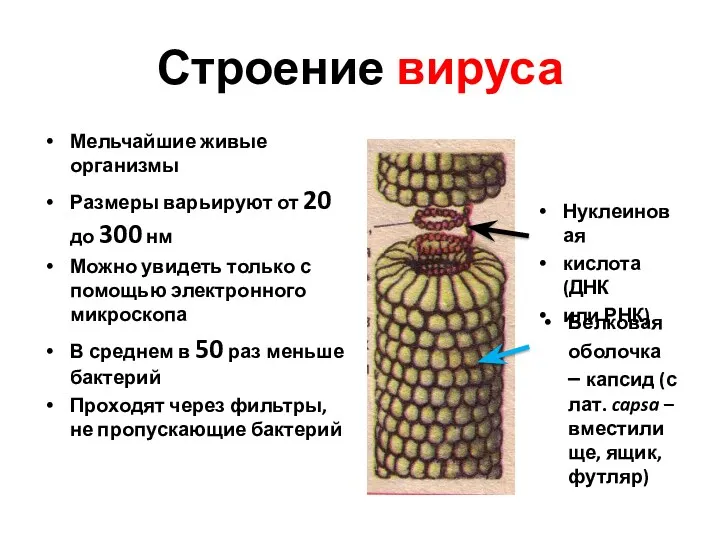 Строение вируса Мельчайшие живые организмы Размеры варьируют от 20 до