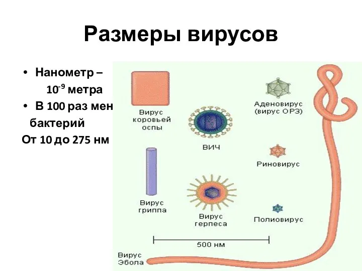 Размеры вирусов Нанометр – 10-9 метра В 100 раз меньше бактерий От 10 до 275 нм