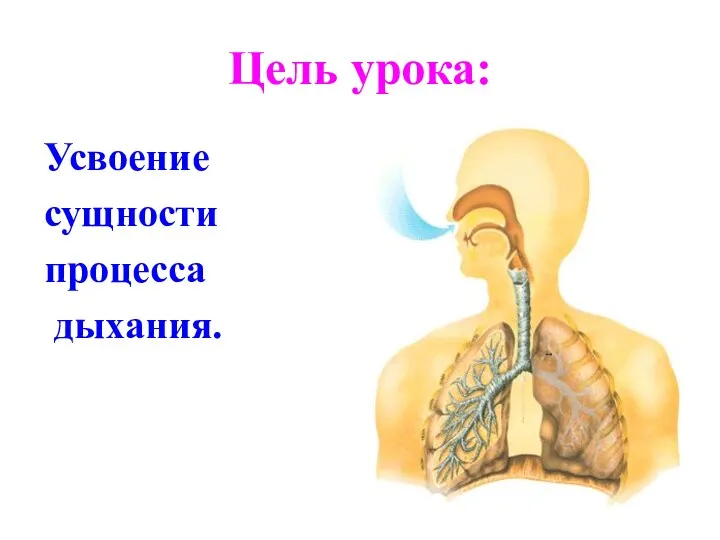 Цель урока: Усвоение сущности процесса дыхания.