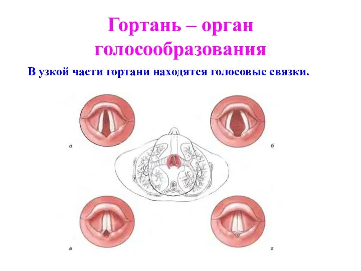 Гортань – орган голосообразования В узкой части гортани находятся голосовые связки.