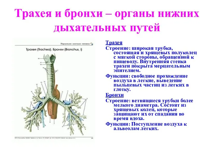 Трахея и бронхи – органы нижних дыхательных путей Трахея Строение: широкая трубка, состоящая
