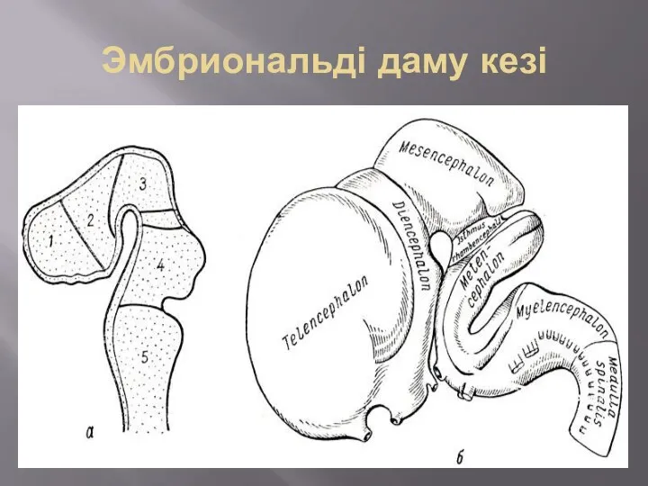 Эмбриональді даму кезі