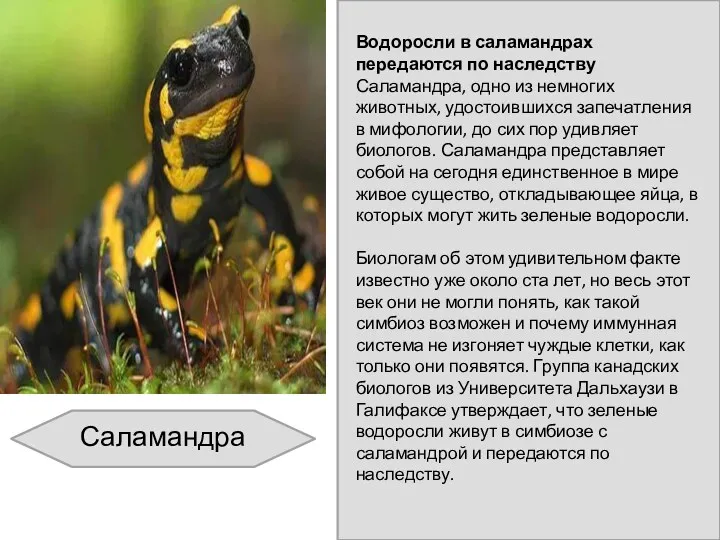 Водоросли в саламандрах передаются по наследству Саламандра, одно из немногих