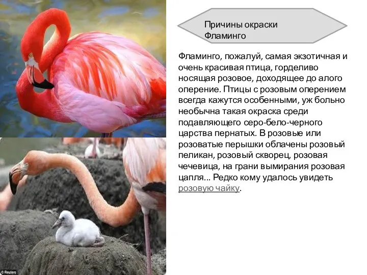 Фламинго, пожалуй, самая экзотичная и очень красивая птица, горделиво носящая