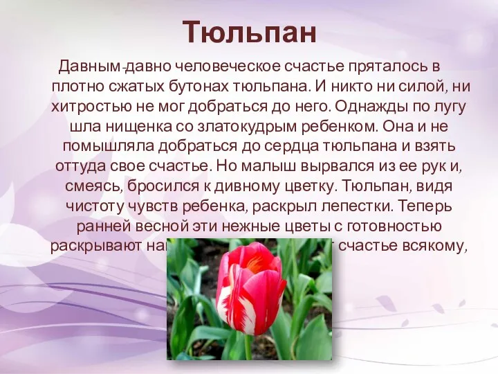 Тюльпан Давным-давно человеческое счастье пряталось в плотно сжатых бутонах тюльпана.