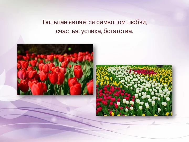 Тюльпан является символом любви, счастья, успеха, богатства.