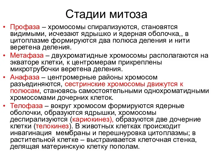 Стадии митоза Профаза – хромосомы спирализуются, становятся видимыми, исчезают ядрышко