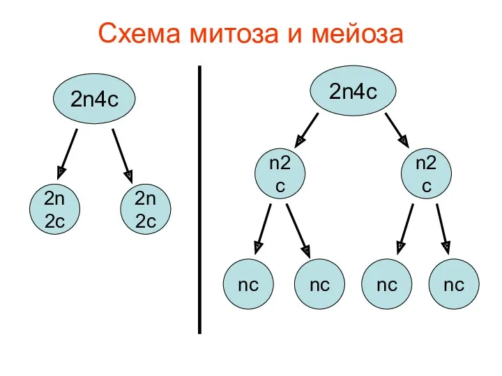 Схема митоза и мейоза 2n4c 2n2c 2n2c 2n4c n2c n2c nc nc nc nc