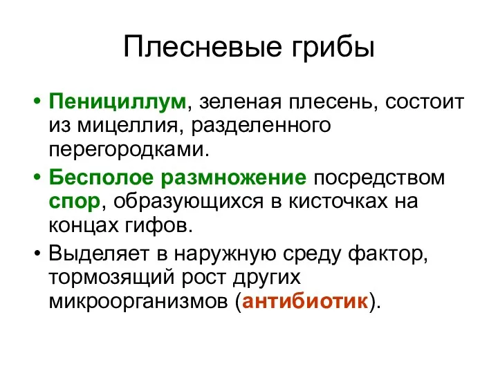 Плесневые грибы Пенициллум, зеленая плесень, состоит из мицеллия, разделенного перегородками.