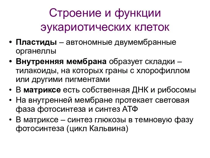 Строение и функции эукариотических клеток Пластиды – автономные двумембранные органеллы Внутренняя мембрана образует