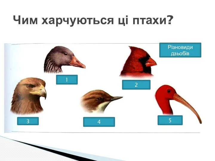 Чим харчуються ці птахи?