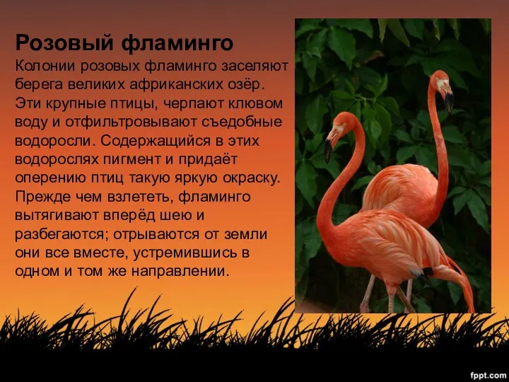 Розовый фламинго Колонии розовых фламинго заселяют берега великих африканских озёр.
