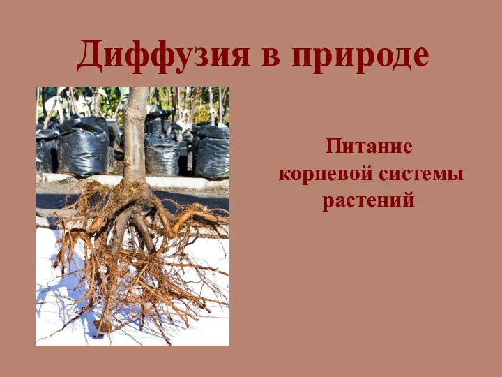 Диффузия в природе Питание корневой системы растений