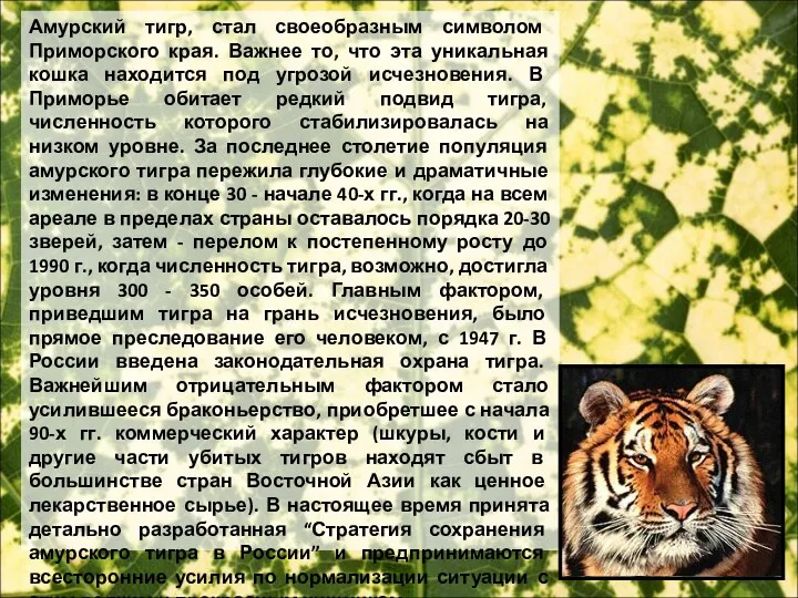 Амурский тигр, стал своеобразным символом Приморского края. Важнее то, что