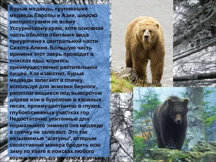 Бурый медведь, крупнейший медведь Европы и Азии, широко распространен по