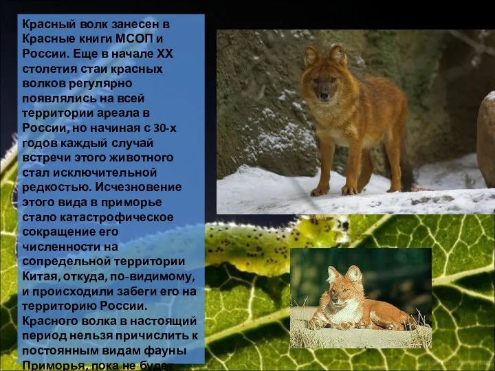 Красный волк занесен в Красные книги МСОП и России. Еще