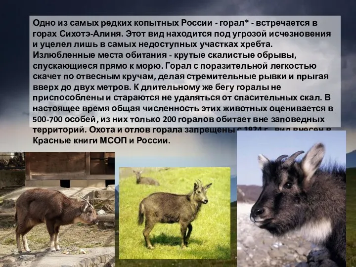 Одно из самых редких копытных России - горал* - встречается