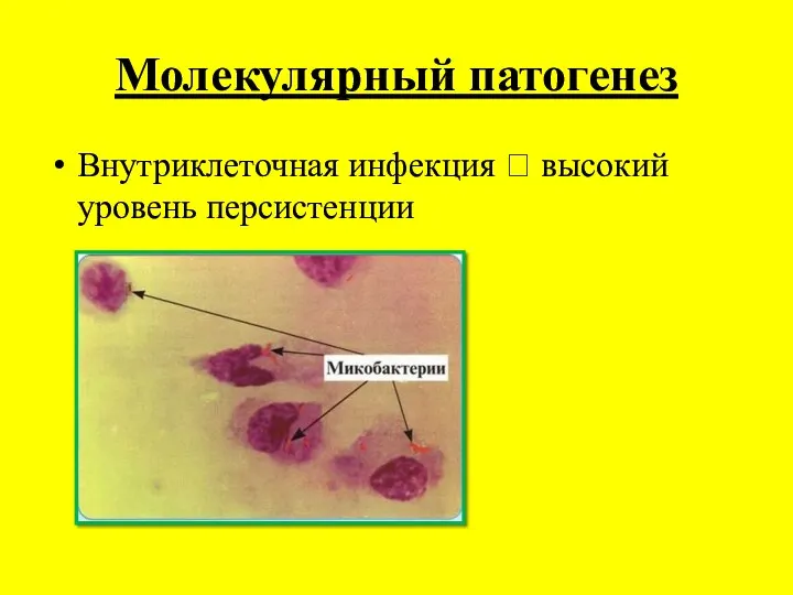 Молекулярный патогенез Внутриклеточная инфекция ? высокий уровень персистенции