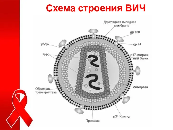 Схема строения ВИЧ