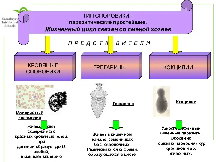 ТИП СПОРОВИКИ – паразитические простейшие. Жизненный цикл связан со сменой