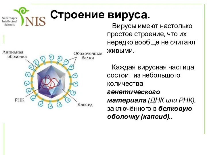 Строение вируса. Вирусы имеют настолько простое строение, что их нередко