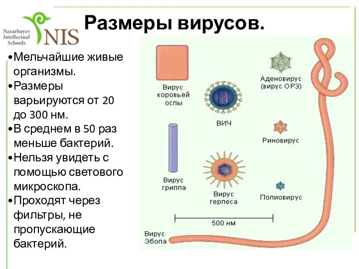 Размеры вирусов. Мельчайшие живые организмы. Размеры варьируются от 20 до