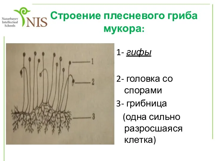 Строение плесневого гриба мукора: 1- гифы 2- головка со спорами 3- грибница (одна сильно разросшаяся клетка)