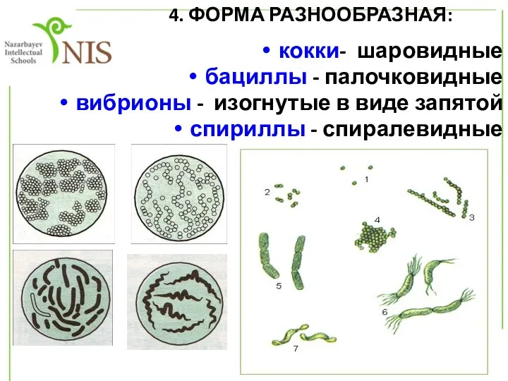 кокки- шаровидные бациллы - палочковидные вибрионы - изогнутые в виде