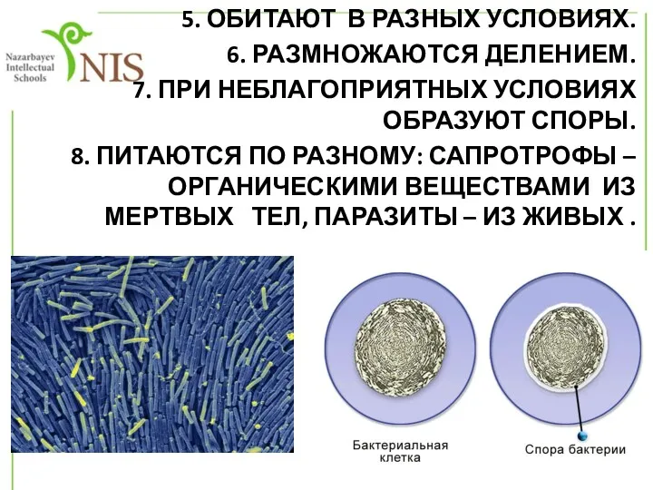5. ОБИТАЮТ В РАЗНЫХ УСЛОВИЯХ. 6. РАЗМНОЖАЮТСЯ ДЕЛЕНИЕМ. 7. ПРИ