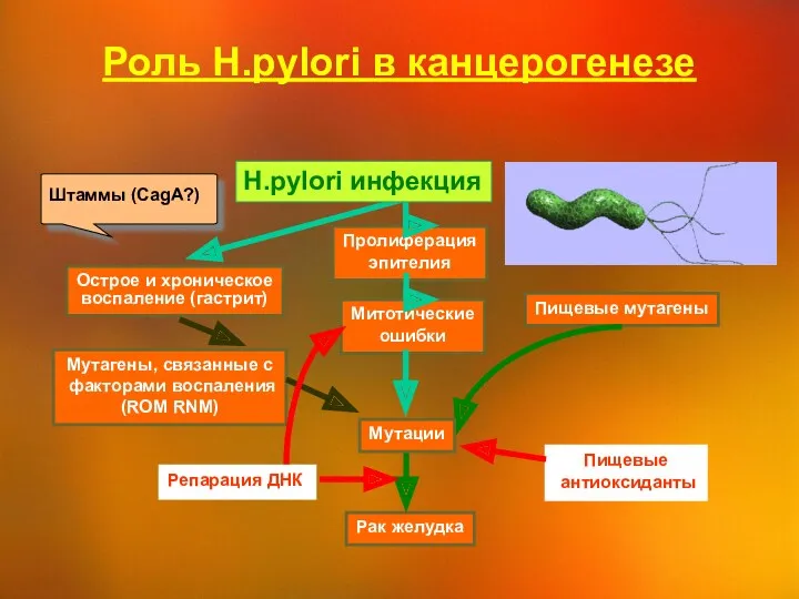 Пролиферация эпителия Митотические ошибки Рак желудка Острое и хроническое воспаление