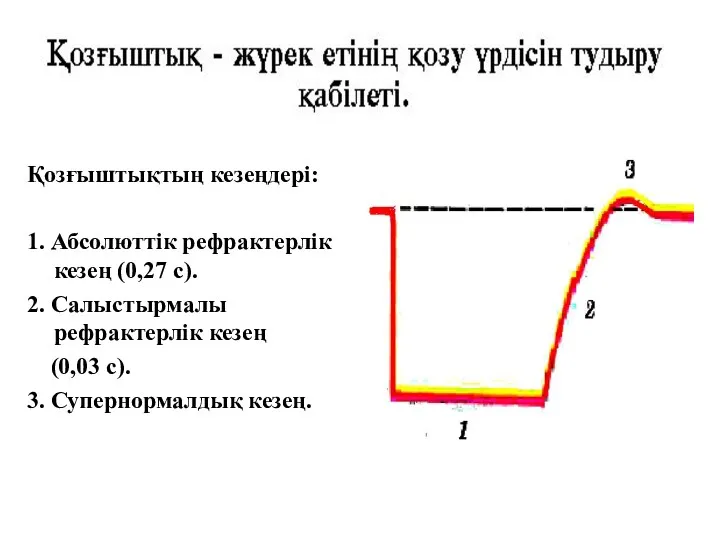 Қозғыштықтың кезеңдері: 1. Абсолюттік рефрактерлік кезең (0,27 с). 2. Салыстырмалы