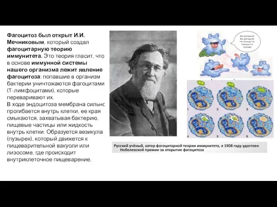 Фагоцитоз был открыт И.И. Мечниковым, который создал фагоцитарную теорию иммунитета. Это теория гласит,