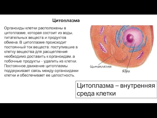 Цитоплазма Органоиды клетки расположены в цитоплазме, которая состоит из воды,