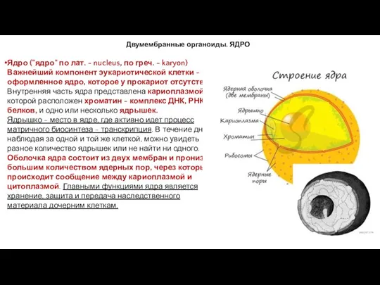 Двумембранные органоиды. ЯДРО Ядро ("ядро" по лат. - nucleus, по
