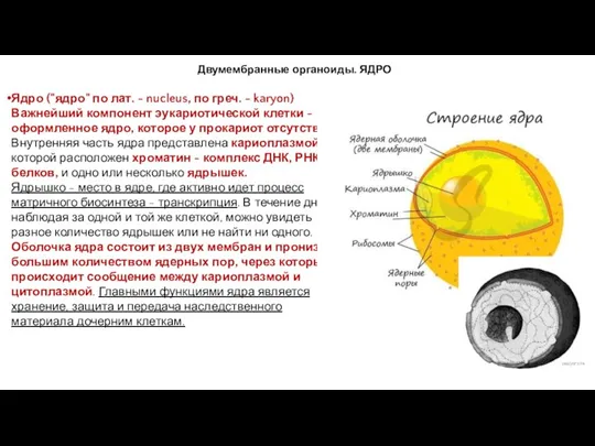 Двумембранные органоиды. ЯДРО Ядро ("ядро" по лат. - nucleus, по греч. - karyon)