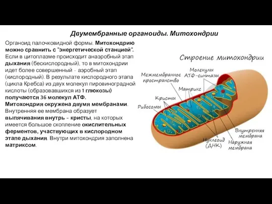 Двумембранные органоиды. Митохондрии Органоид палочковидной формы. Митохондрию можно сравнить с "энергетической станцией". Если