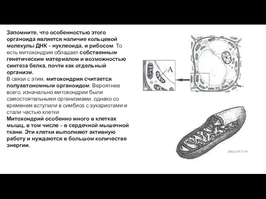 Запомните, что особенностью этого органоида является наличие кольцевой молекулы ДНК