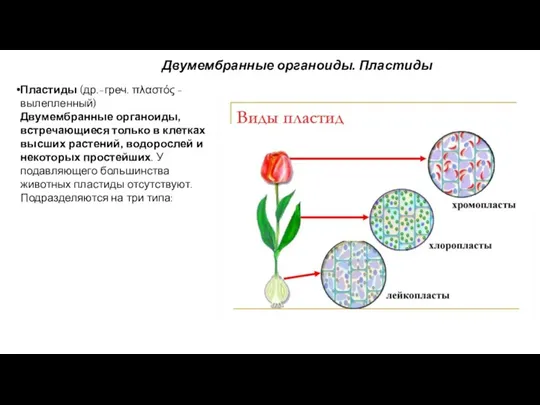 Пластиды (др.-греч. πλαστός - вылепленный) Двумембранные органоиды, встречающиеся только в клетках высших растений,