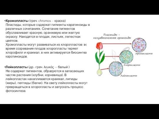 Хромопласты (греч. chromos – краска) Пластиды, которые содержат пигменты каратиноиды в различных сочетаниях.