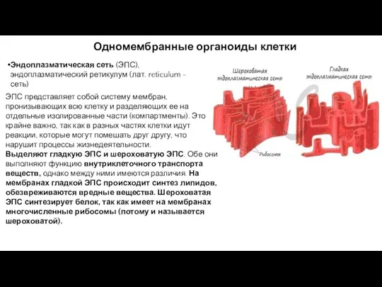 Одномембранные органоиды клетки Эндоплазматическая сеть (ЭПС), эндоплазматический ретикулум (лат. reticulum