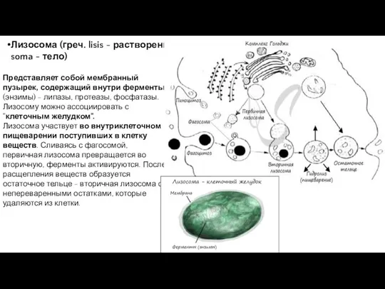 Лизосома (греч. lisis - растворение + soma - тело) Представляет