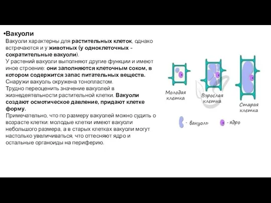 Вакуоли Вакуоли характерны для растительных клеток, однако встречаются и у