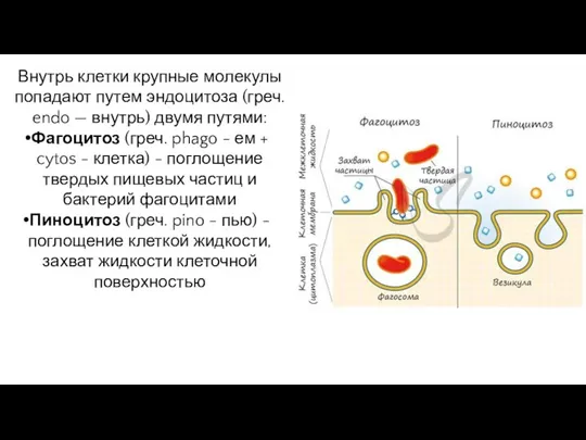 Внутрь клетки крупные молекулы попадают путем эндоцитоза (греч. endo — внутрь) двумя путями: