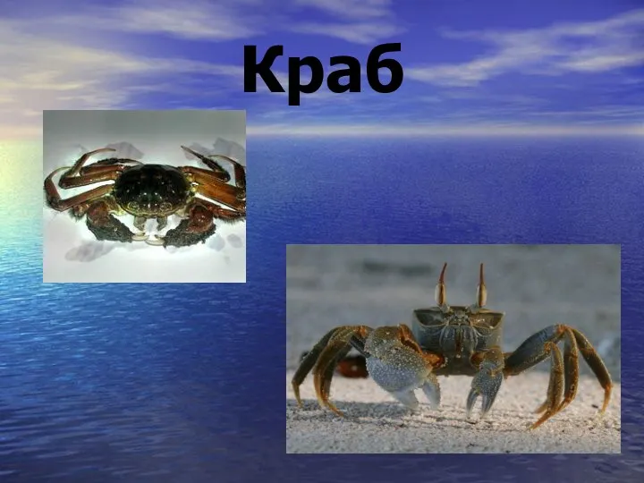 Краб