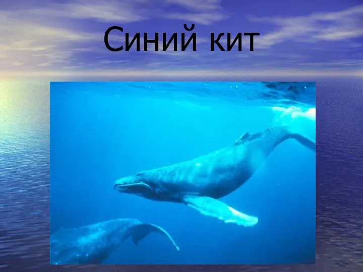 Синий кит