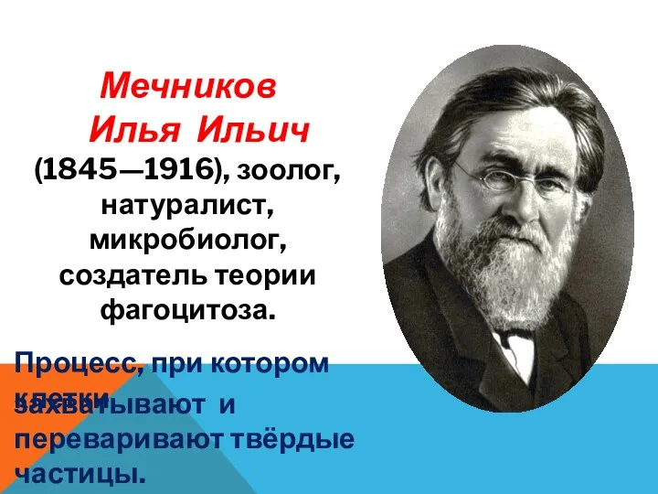 Мечников Илья Ильич (1845—1916), зоолог, натуралист, микробиолог, создатель теории фагоцитоза. Процесс, при котором