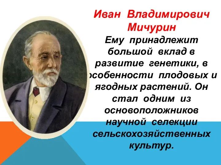 Иван Владимирович Мичурин Ему принадлежит большой вклад в развитие генетики, в особенности плодовых