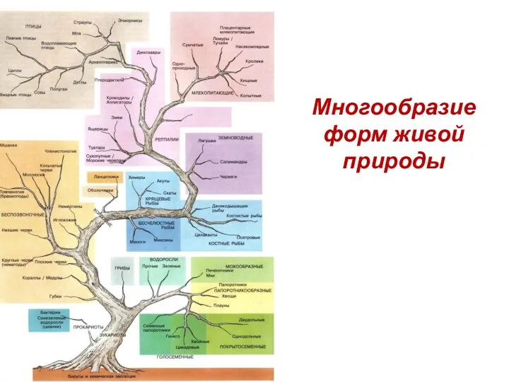 Многообразие форм живой природы