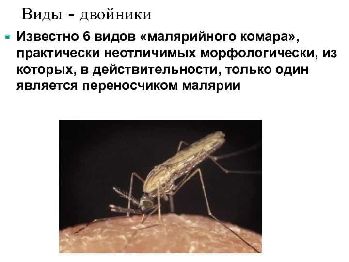 Виды - двойники Известно 6 видов «малярийного комара», практически неотличимых